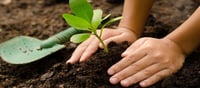World Forest Day: Bring some greenery into your life!!!